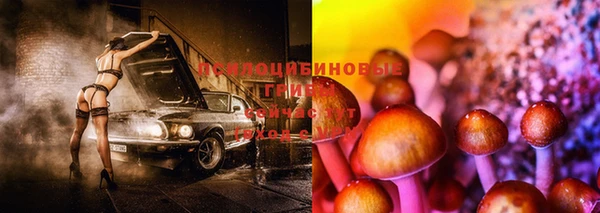 шишки Новокубанск