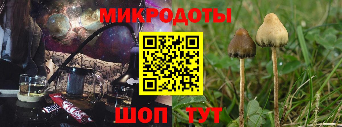 Псилоцибиновые грибы Cubensis Майкоп